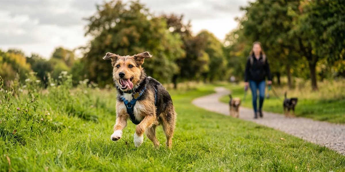 Preparing Your Dog for Their First Group Walk