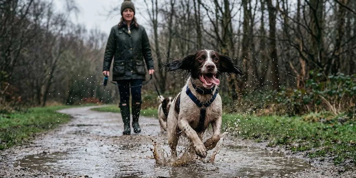 Bella and Max playing fetch in Roundhay Park